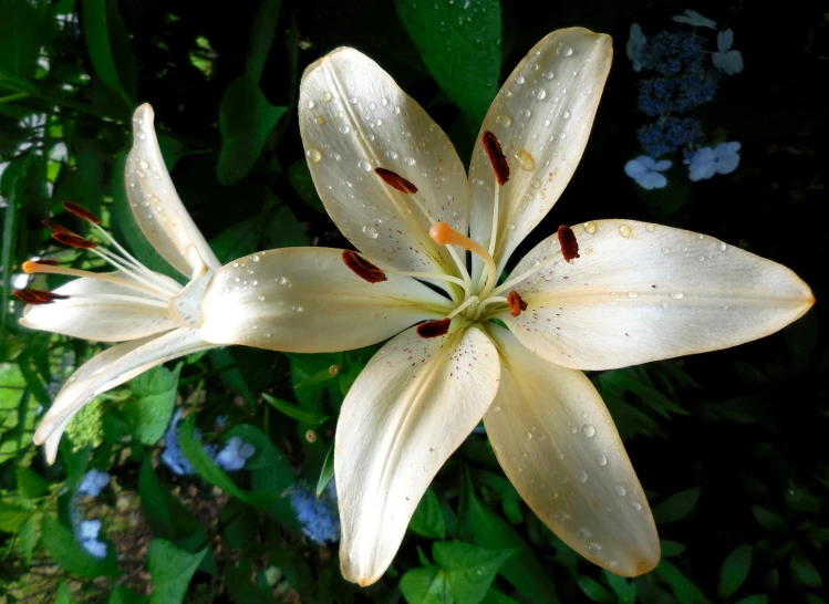 a flower that is blooming on a very pretty day