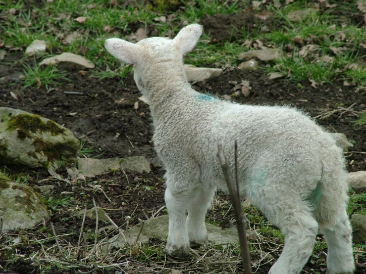 a small white sheep standing on top of a rocky hillside