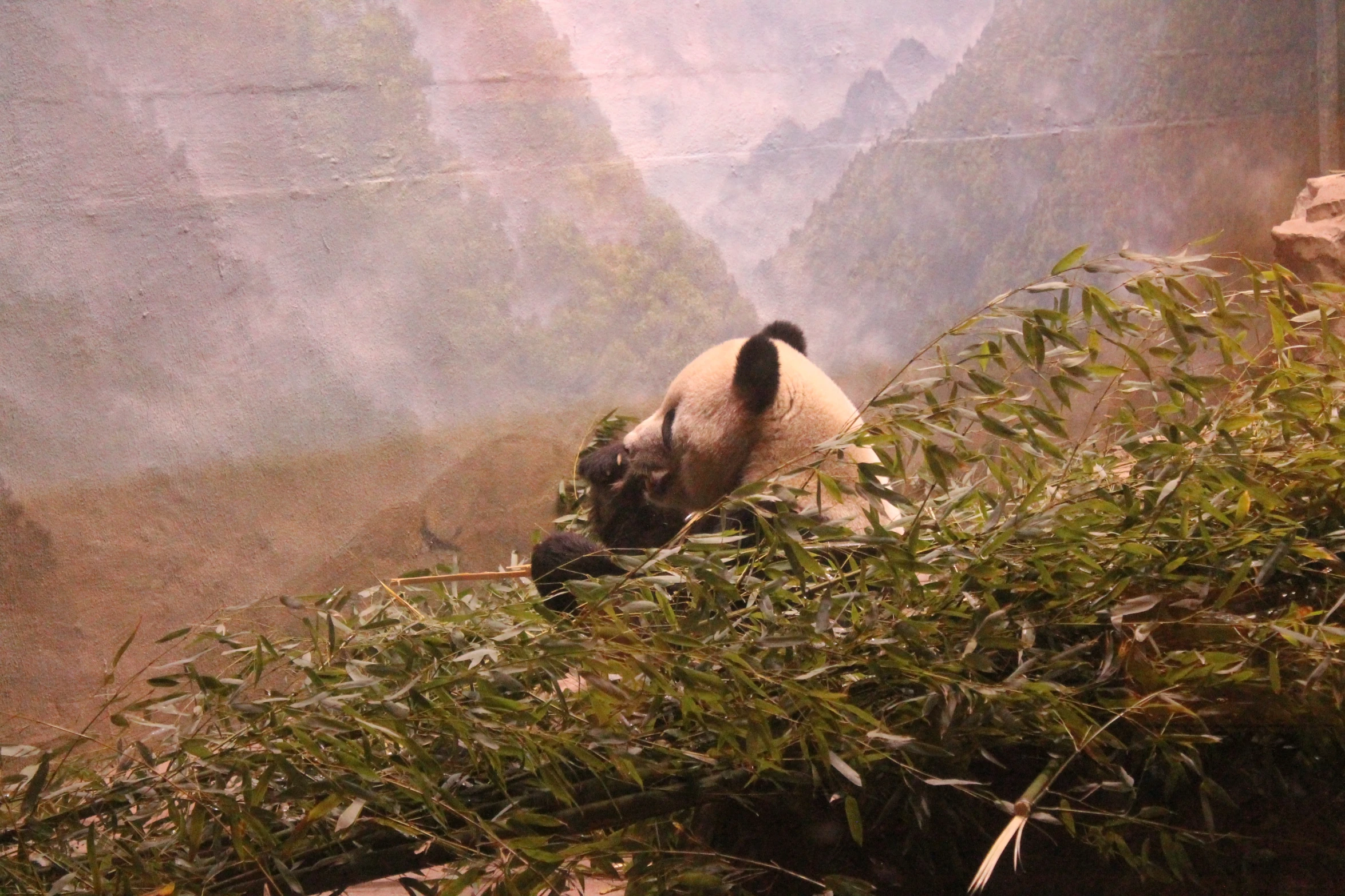 a panda bear is playing with some plants