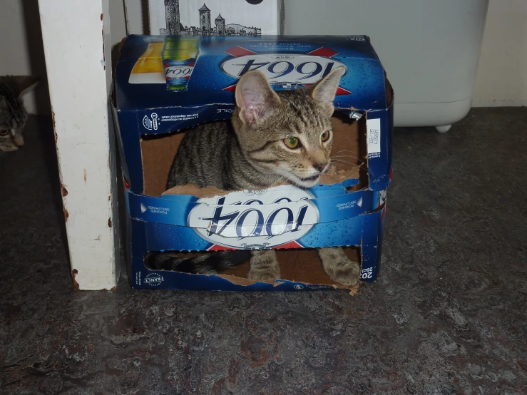 cat in a box sitting on the floor