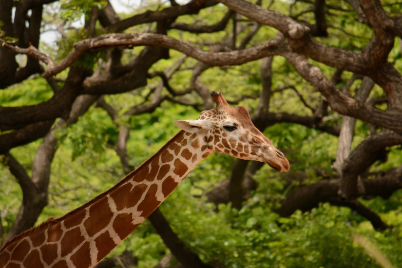 a giraffe stares at soing in the distance while in front of trees