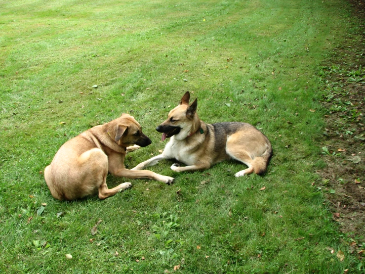 two dogs play on some green grass in a park