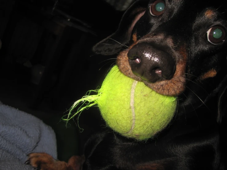 the dog has his teeth brushed down as he holds a tennis ball in it's mouth