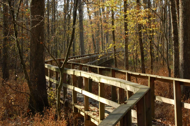 an empty wooden bridge over some water near the woods