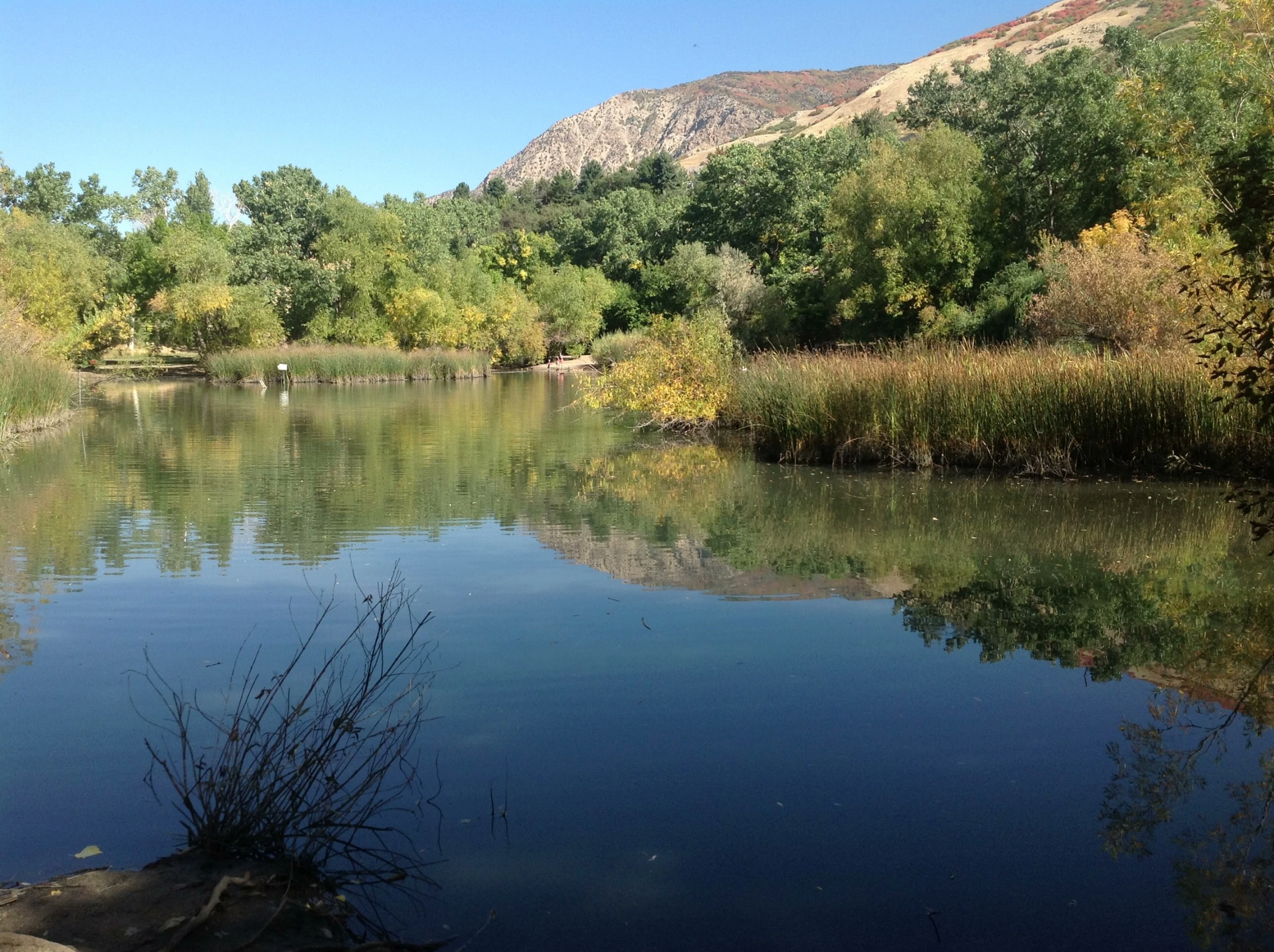 water is reflecting the trees and grass on a bright day