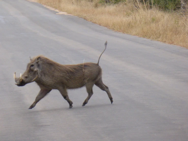 a small animal walking across the street in front of a car