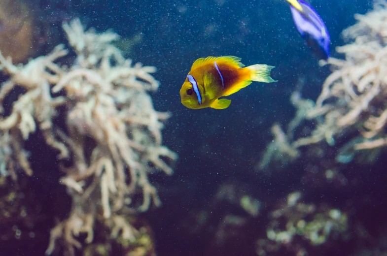 some blue and orange colored fish in a small aquarium