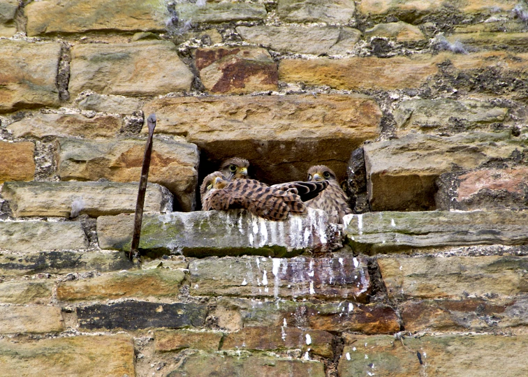 three birds perched on a stone wall drinking out of a small hole