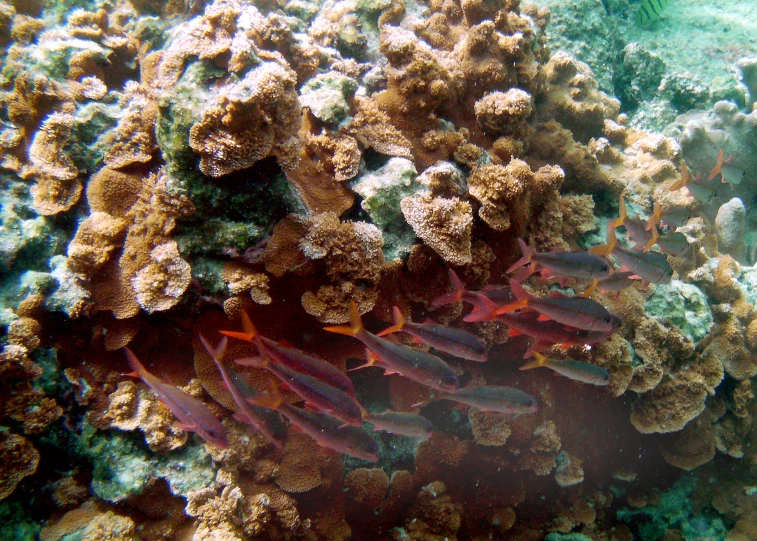 fish swimming near a large coral in a reef