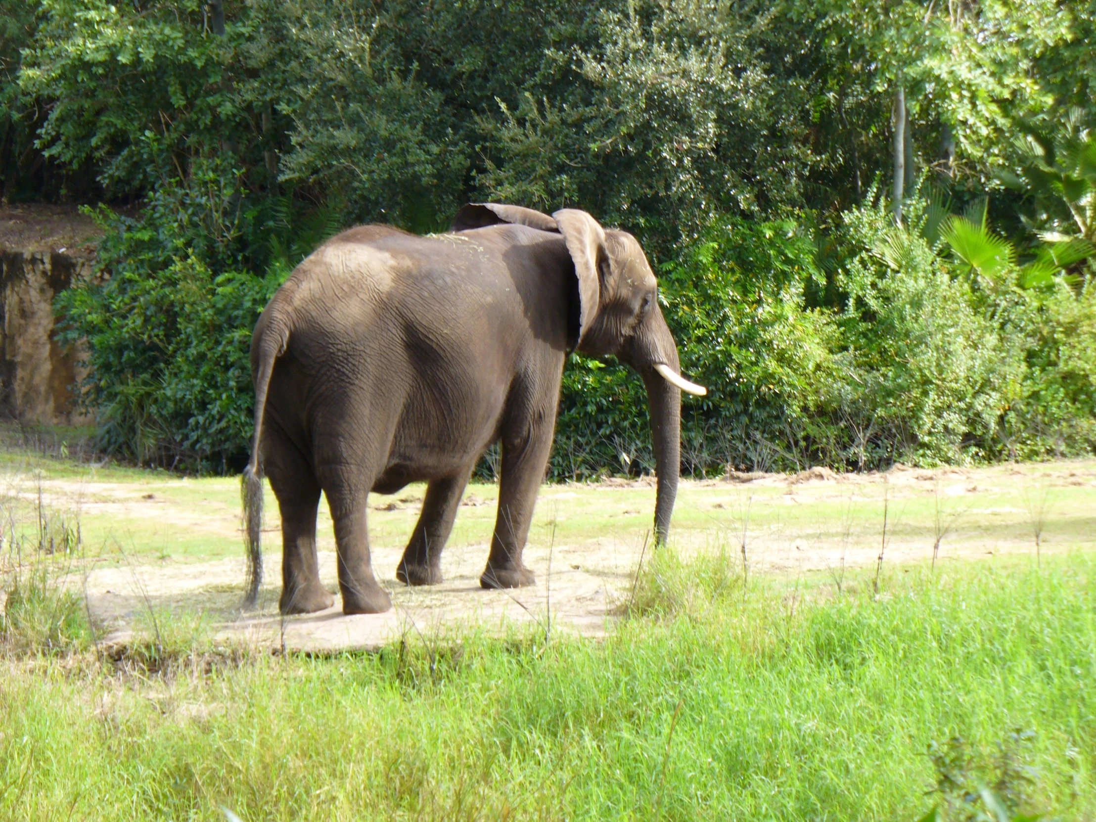 an elephant walking around an open field with bushes in the background