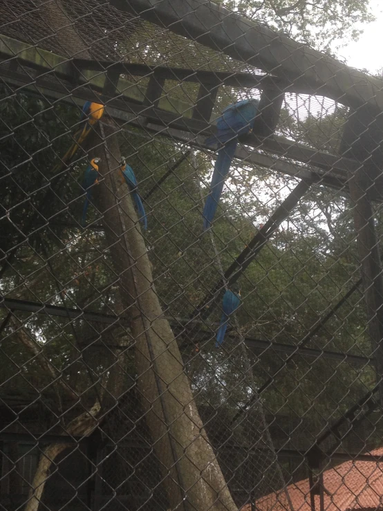 parrots are seen in an enclosure with wire