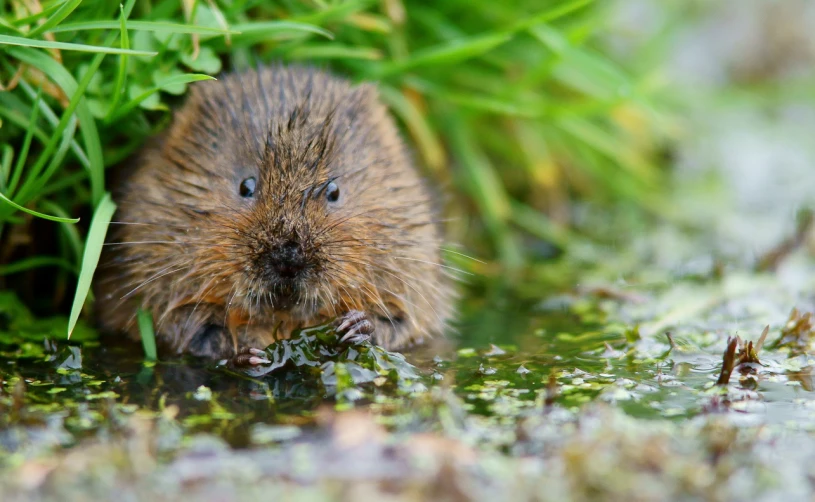 a brown rodent peeking out from under grass and mud