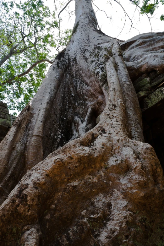 the trunk and trunk of a large tree