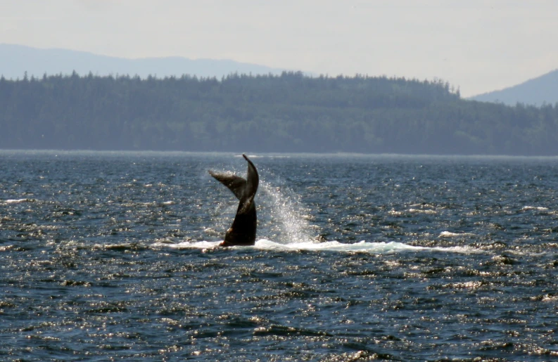 the animal jumps out of the water to get some air