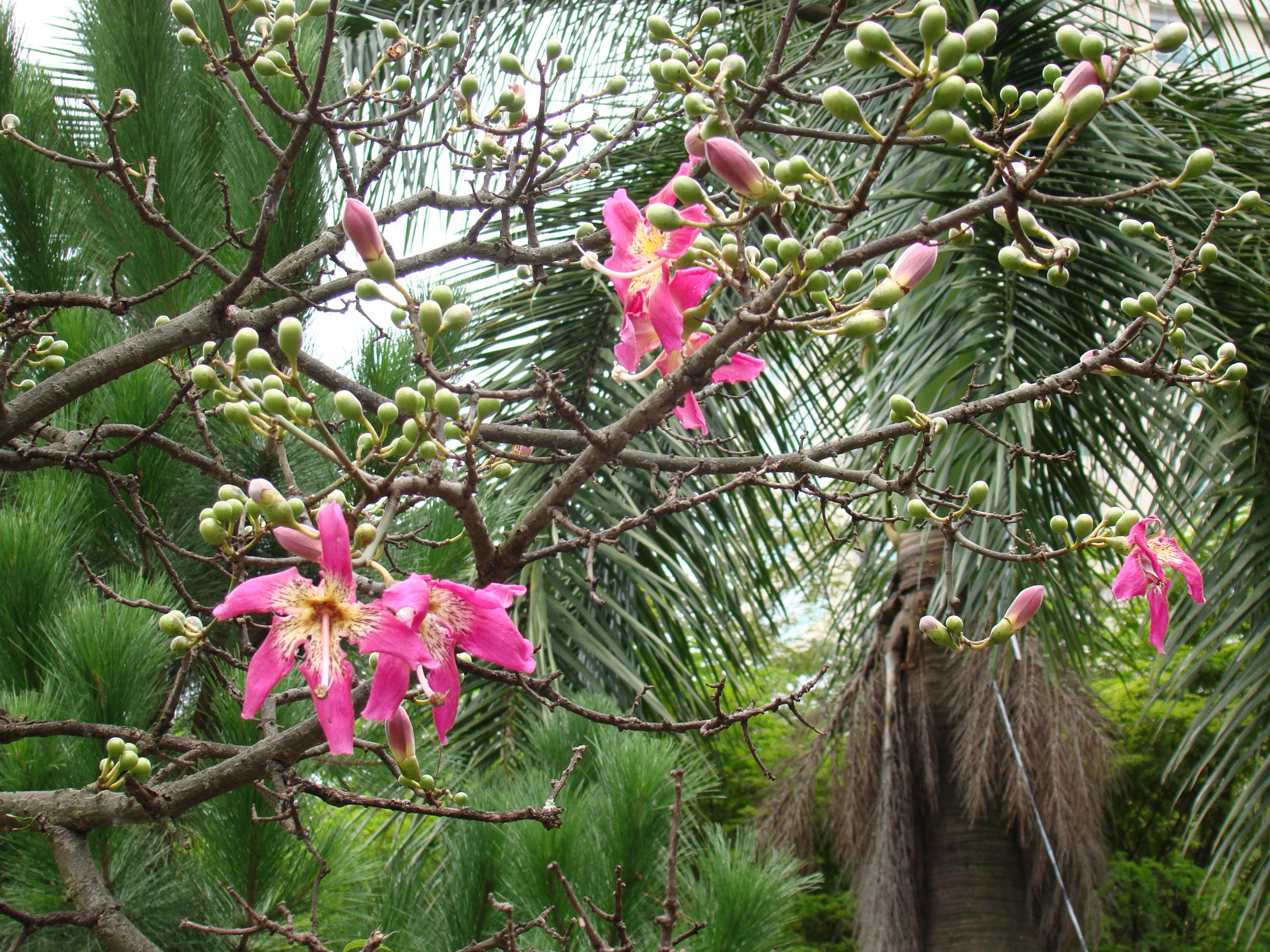 pink flowers are hanging off a tree nch