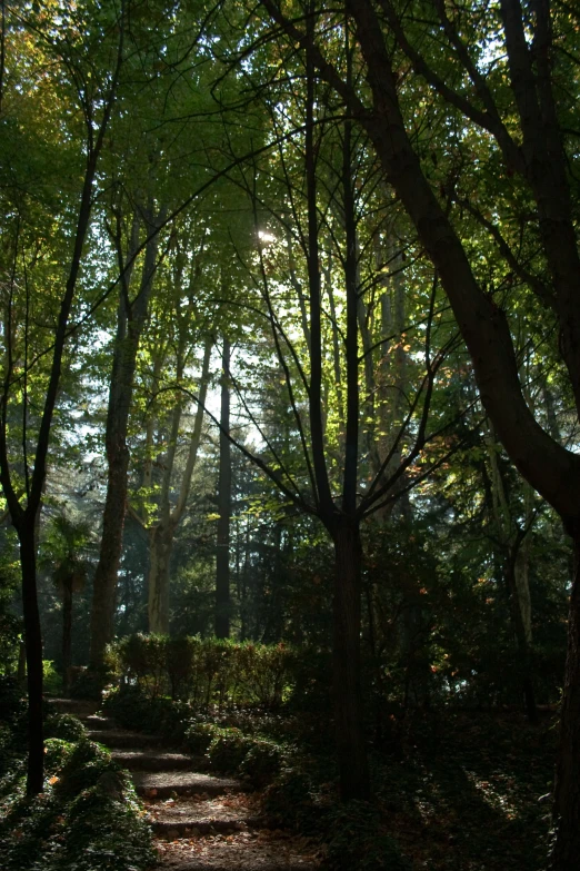 a path running through some beautiful green trees