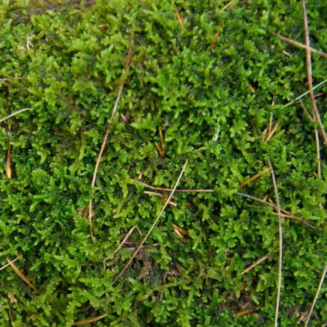 a very mossy surface with many thin pins