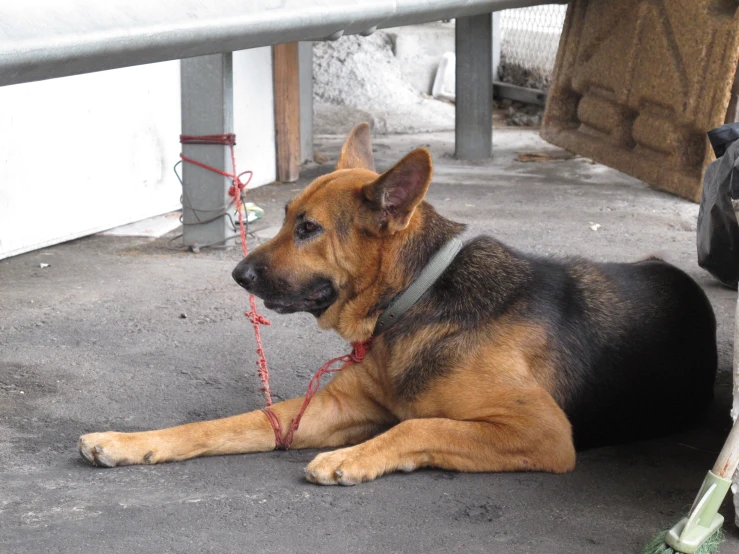 a dog laying next to two dogs on the ground