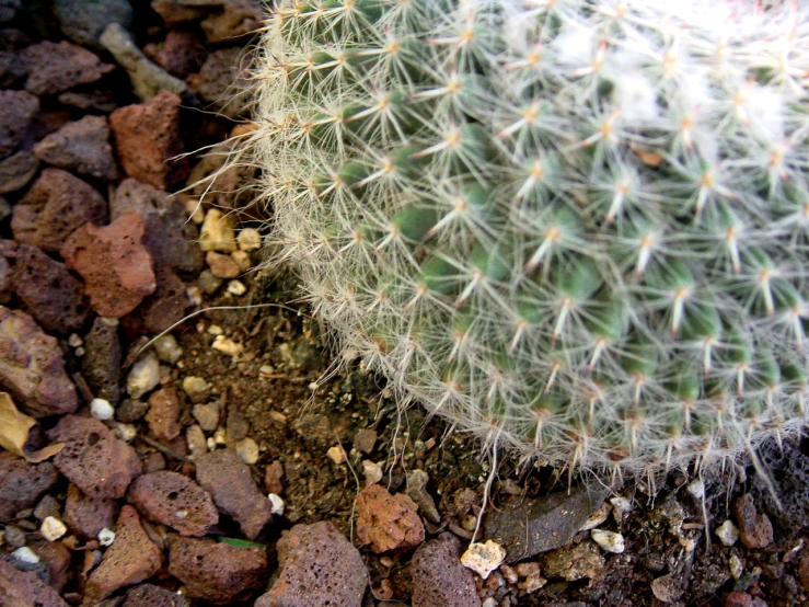 a cactus on the ground next to some rocks and gravel