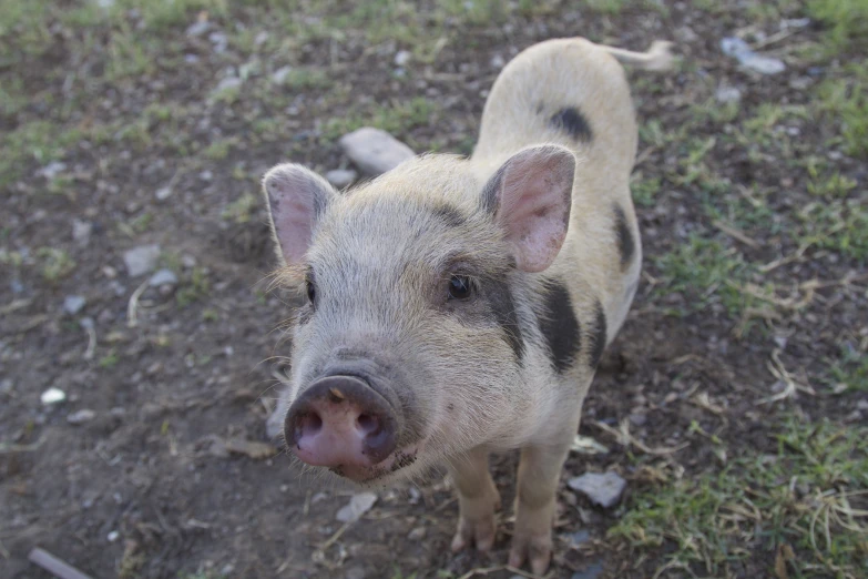 a small pig standing in the dirt with its tongue out