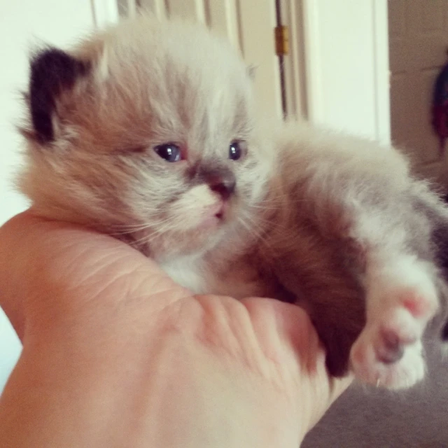 a kitten being held in someones hand while onlookers watch