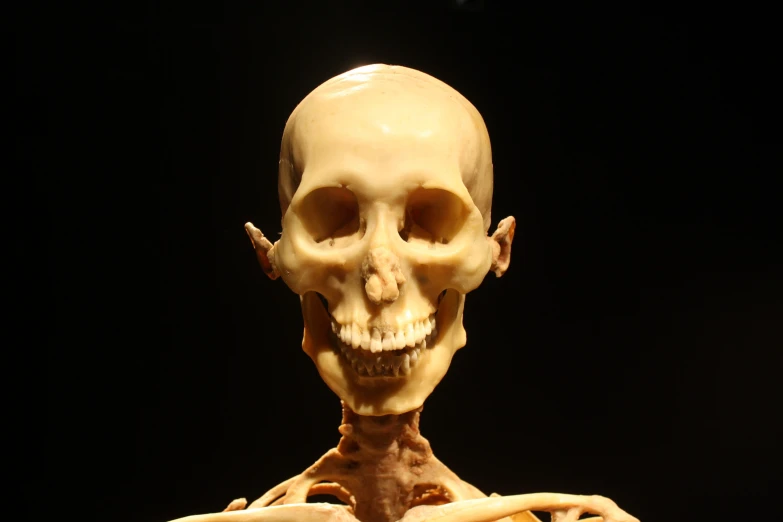 a very interesting skeleton with its upper arm showing
