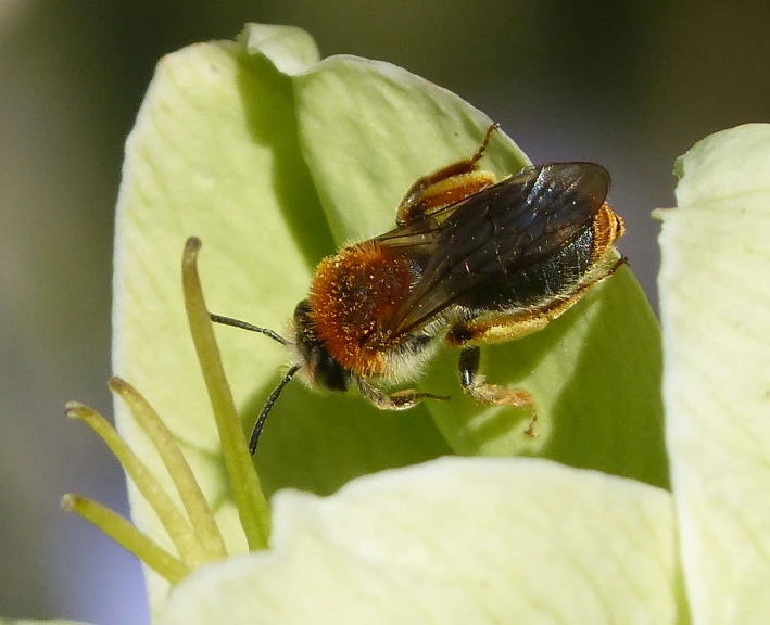 a large insect is standing on a big leaf