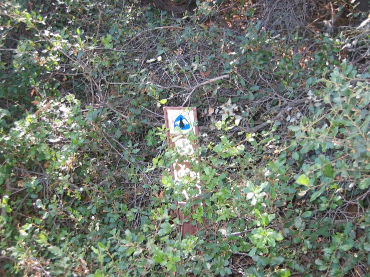 a warning sign amongst the woods with some foliage