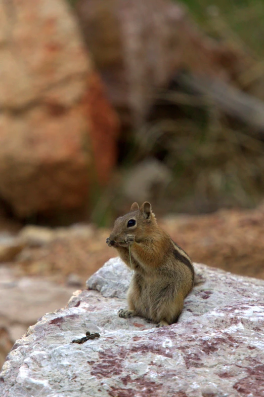 a little chipmun sitting on top of some rocks