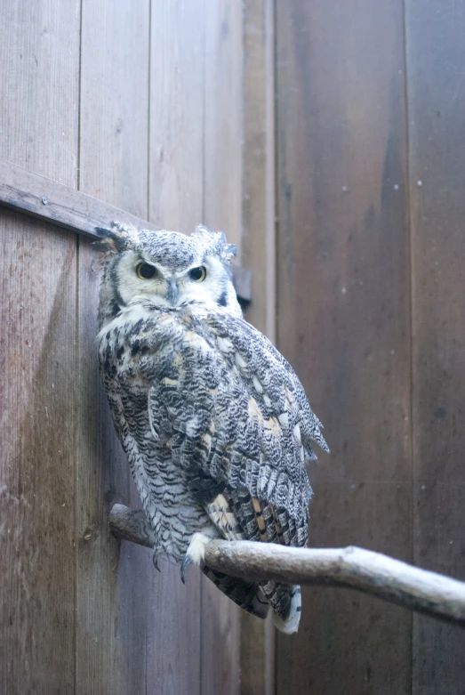 an owl is perched on the nch of a tree