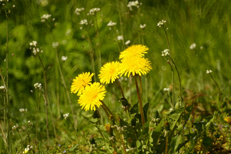 a couple of yellow flowers standing in the grass