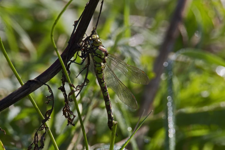 dragonflys are mating in the woods, ready to take flight