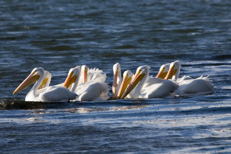 several birds that are standing together in the water