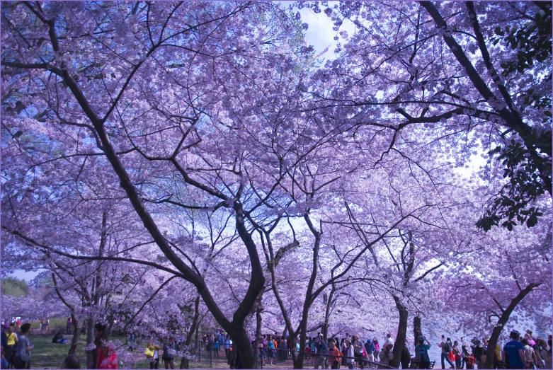 a group of people standing around a large tree