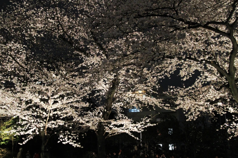 people walking under large blossomed trees at night