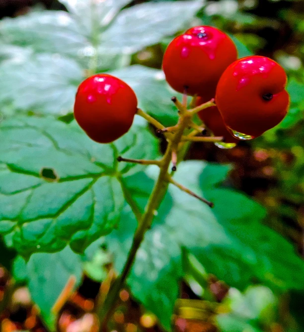 a bunch of berries sitting on top of a leaf