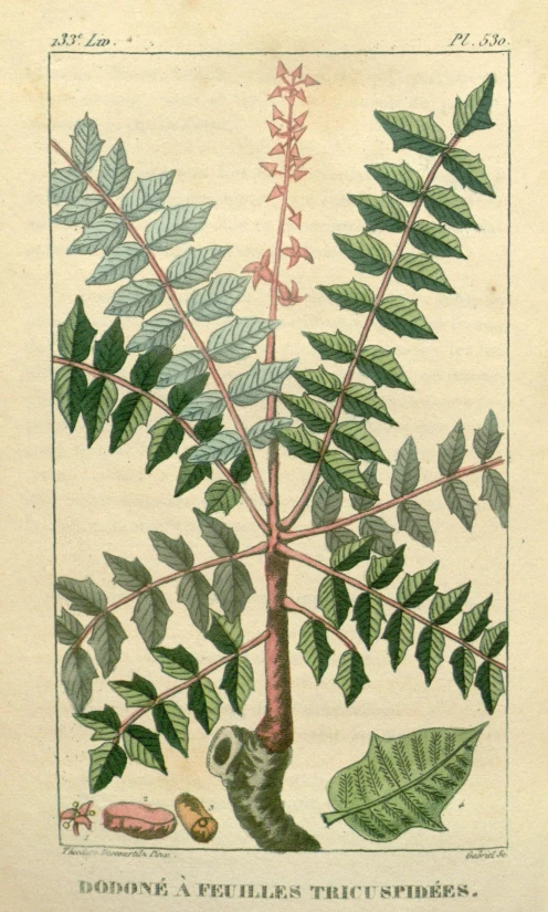 a drawing of leaves and nches of a tree