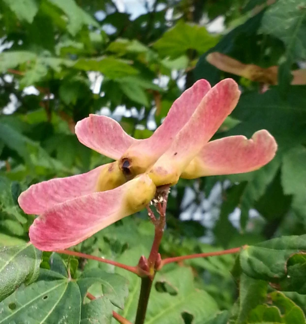 a pink flower is hanging on a leafy tree