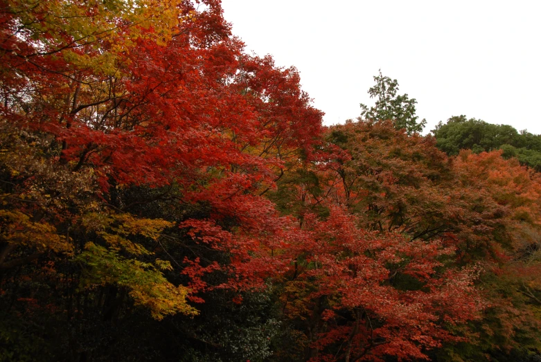 an image of autumn colored trees in a park