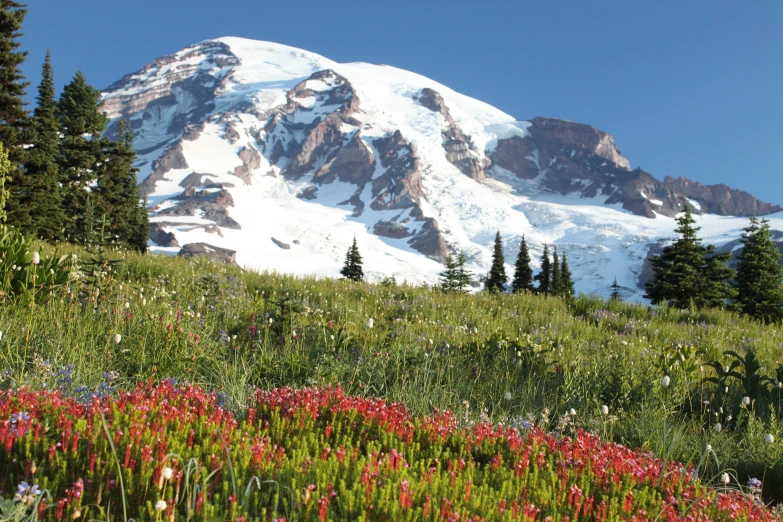 the mountains are covered with snow and colorful flowers