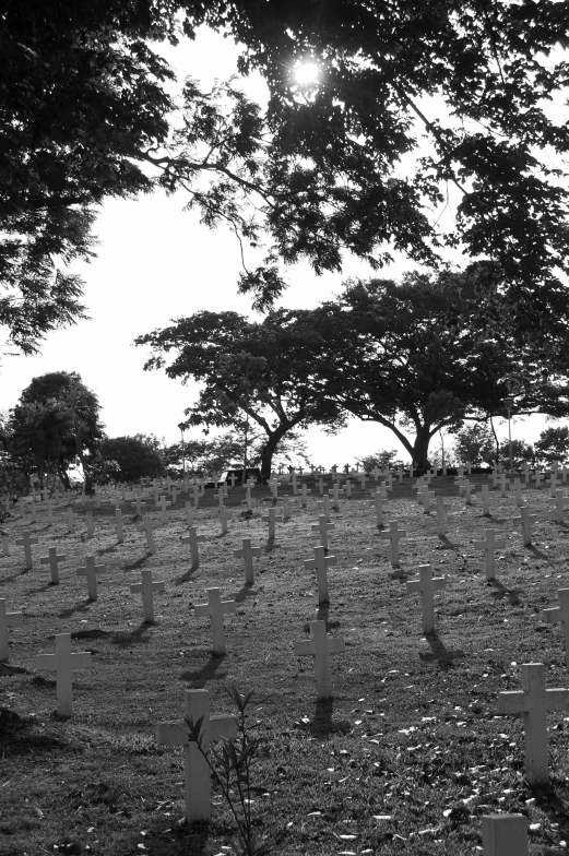 a black and white po of a field with trees