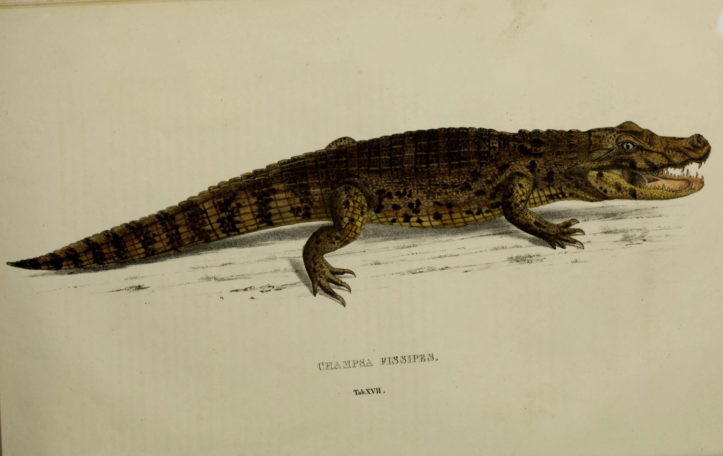an illustration showing an alligator from the early 1800s