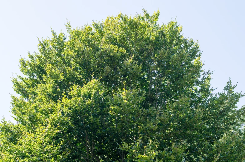 a green tree in a field next to some tall grass