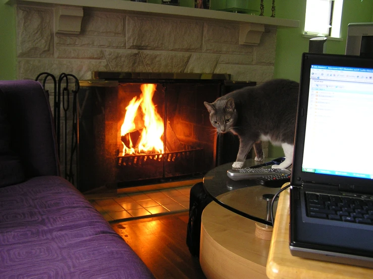 a laptop computer sitting next to a fireplace with a cat