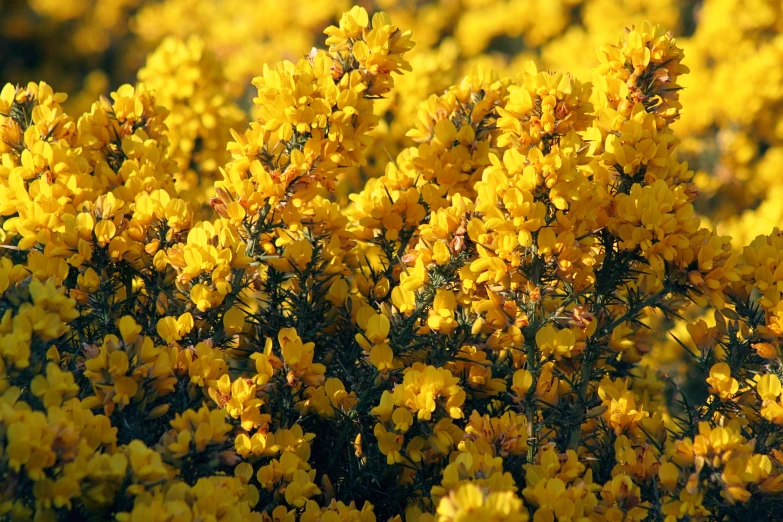 a bush with yellow flowers growing in it