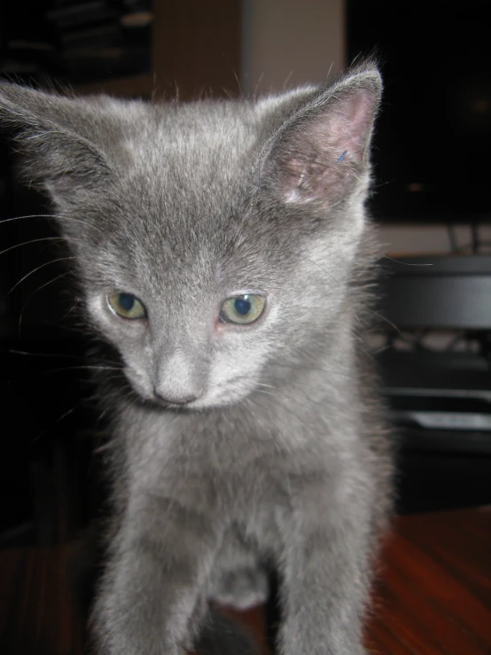 grey kitten with big blue eyes looking at camera