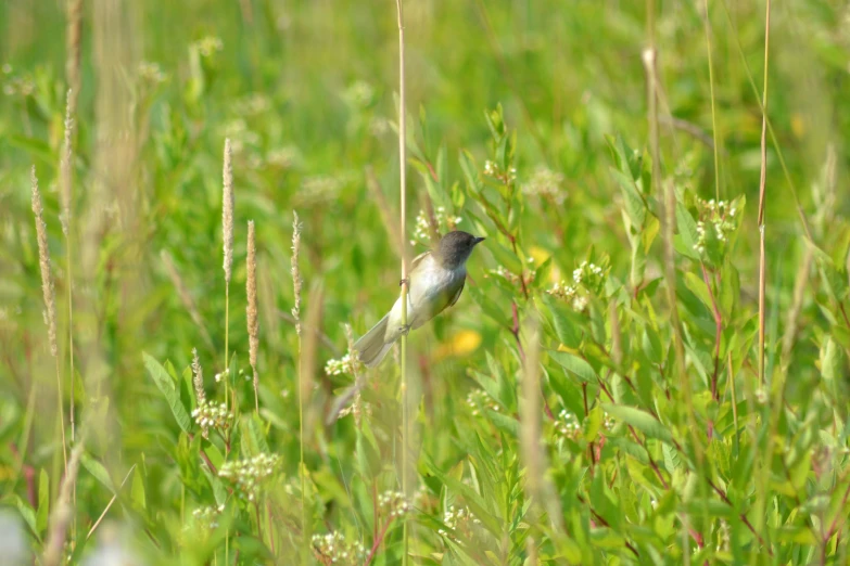 a small bird is standing on the grass