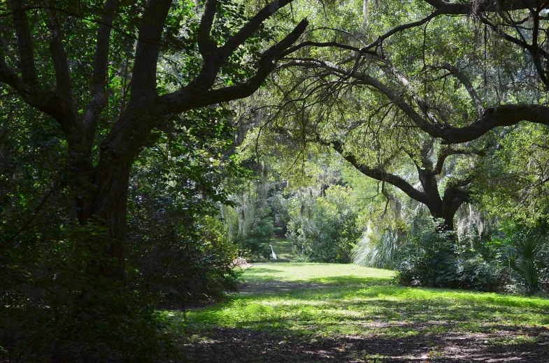 the view of a path and trees from inside a forest