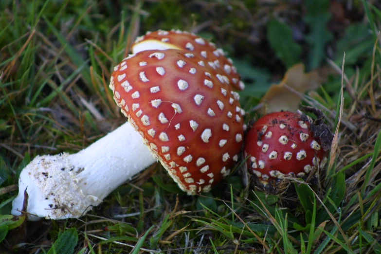two mushrooms, one of them with a red and white hat on it