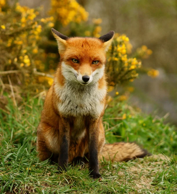 a red fox standing on top of a grass covered hillside